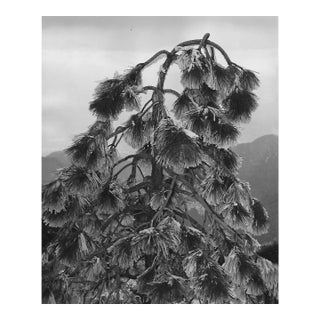 1970s Mount Wilson Evergreen Photograph by Don Ware For Sale