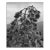 1970s Mount Wilson Evergreen Photograph by Don Ware For Sale