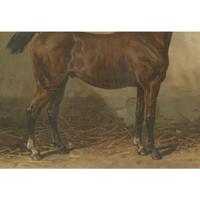 After Eerelman, Holstein Horse Portrait,.1898, Lithograph For Sale - Image 9 of 10