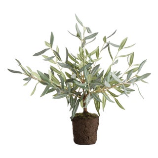 Olive Tree Drop-In 17.5" For Sale
