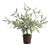 Olive Tree Drop-In 17.5" For Sale