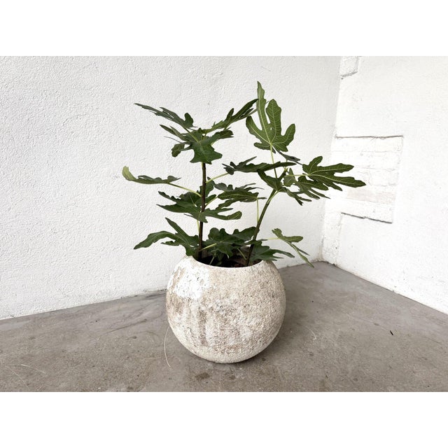 Sculpture Materials Spherical Planter Made of Fiber Cement, DLG Willy Guhl, 1960s For Sale - Image 7 of 9