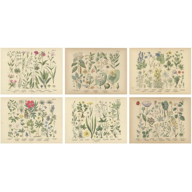 Antique Botanical Charts of German Wildflowers, Stuttgart, 1885, Set of 6 For Sale - Image 9 of 9
