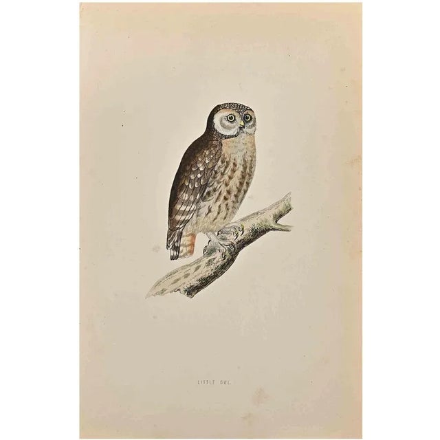 Little Owl is a modern artwork realized in 1870 by the British artist Alexander Francis Lydon (1836-1917). Woodcut print...