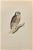 Little Owl is a modern artwork realized in 1870 by the British artist Alexander Francis Lydon (1836-1917). Woodcut print...