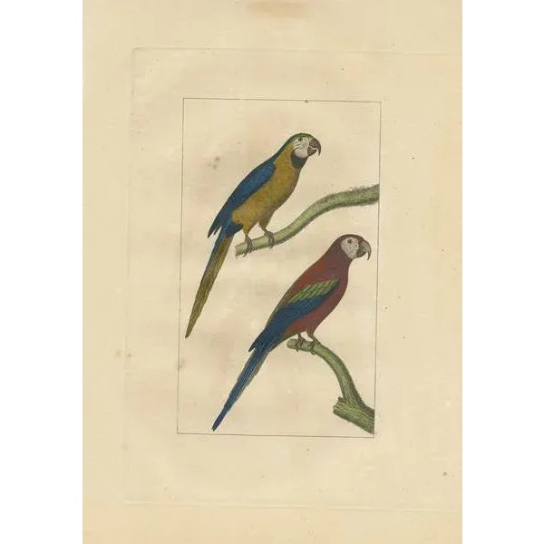 Parrots, Paper For Sale - Image 3 of 6