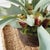 Staghorn Fern Drop-In 21" For Sale In Chicago - Image 6 of 7