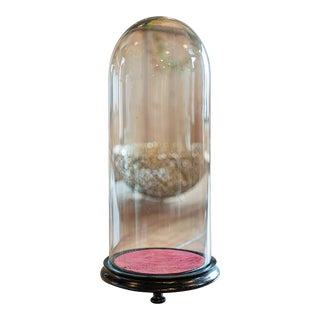 1900's Antique Taxidermy Dome For Sale