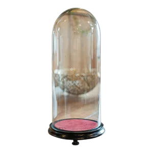 1900's Antique Taxidermy Dome
