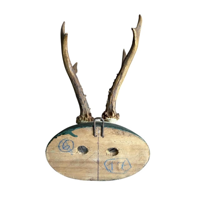 Roe Deer Trophy 133 Black Foret Antlers For Sale - Image 4 of 5