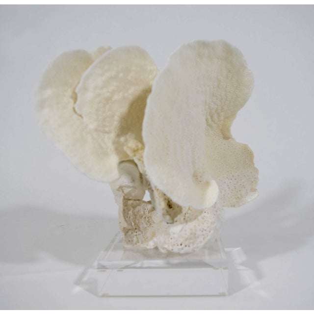 A beautiful piece of coral on a lucite stand. Great for tabletop, shelving, bathroom counters, or bedside tables.