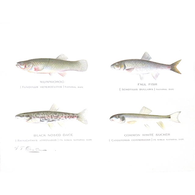 FREE SHIPPING ANYWHERE IN THE CONTINENTAL US! This is a set of four original Sherman Foote Denton (American, 1856 - 1937)...