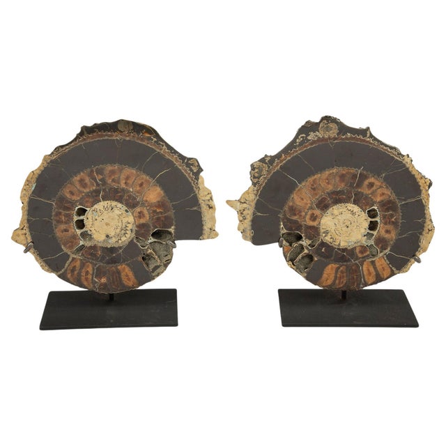 Pair of Mounted Pyritized Ammonites A striking pair of fossilized ammonites, each cut and polished to reveal the intricate...