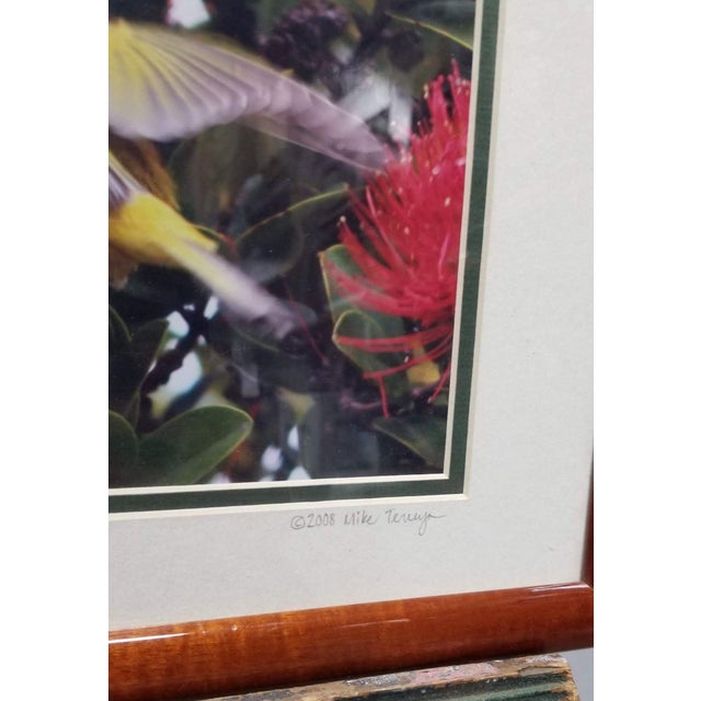 Framed Original Photography Print Yellow Bird in Hawaiian Blossoms For Sale In Los Angeles - Image 6 of 7