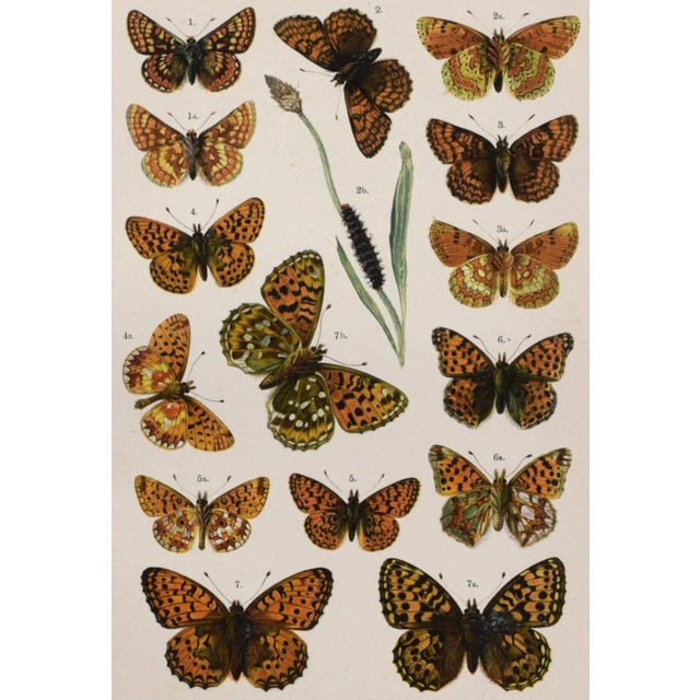 Late 19th Century 19th Century English Butterfly Print by Kappel and Kirby C.1895 For Sale - Image 5 of 6
