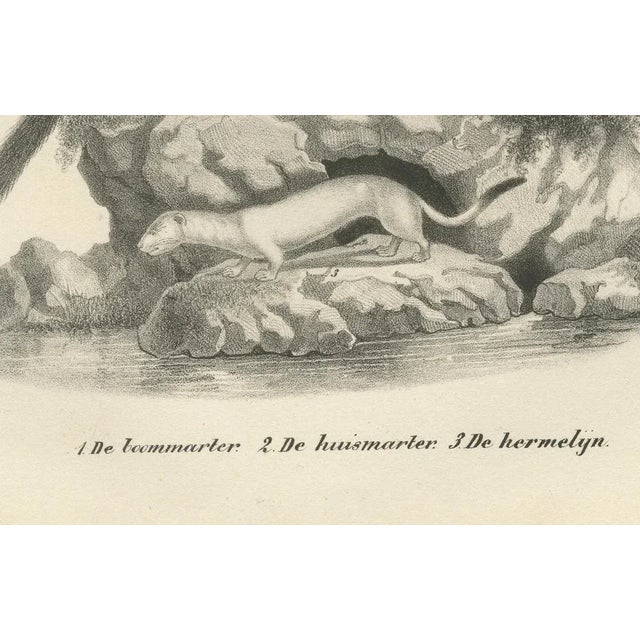 19th-century lithograph of pine marten, beech marten, and ermine in nature this beautifully detailed 19th-century...
