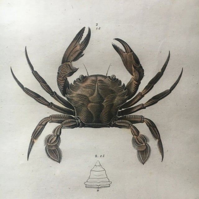 Beautiful copper engraved plate, on large Arches paper, representing Crustaceans - Crabs - al'sides, potamons ou crabes...