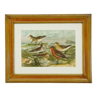 Print of a Group of Shorebirds After Naumann in Wooden Frame, Germany 1900s For Sale
