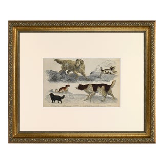 19th Century English Hand Colored Dog Engraving by Goldsmith For Sale