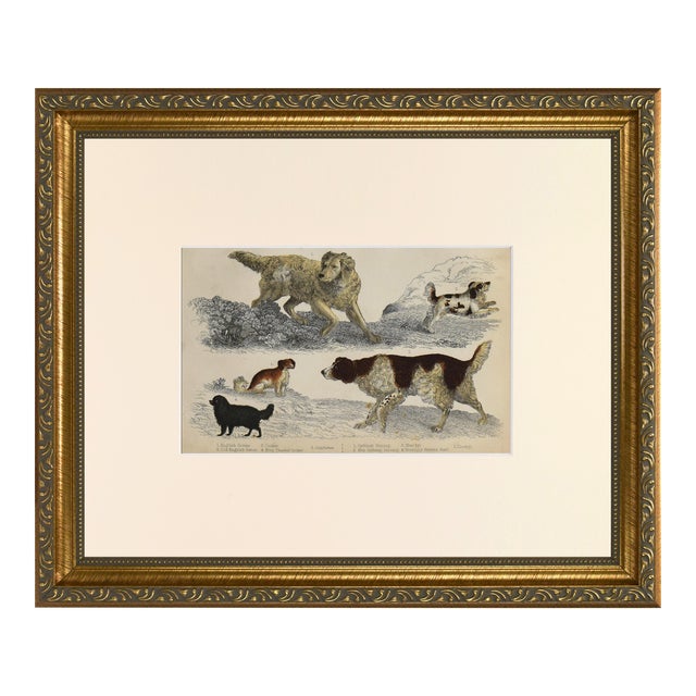 19th Century English Hand Colored Dog Engraving by Goldsmith For Sale