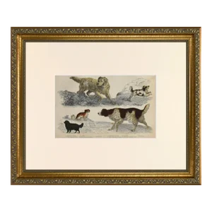 19th Century English Hand Colored Dog Engraving by Goldsmith