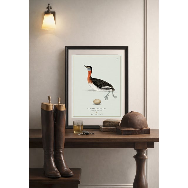 William Lewin 1789 Waterbirds Fine Art Gallery Board Print - The Red Necked Grebe For Sale In San Antonio - Image 6 of 12