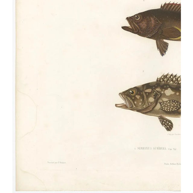 Spotted Groupers, 1840s, Paper For Sale - Image 3 of 11