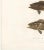 Spotted Groupers, 1840s, Paper For Sale - Image 3 of 11