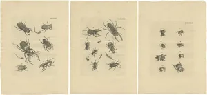 Voet, Various Beetles, Prints, Set of 3