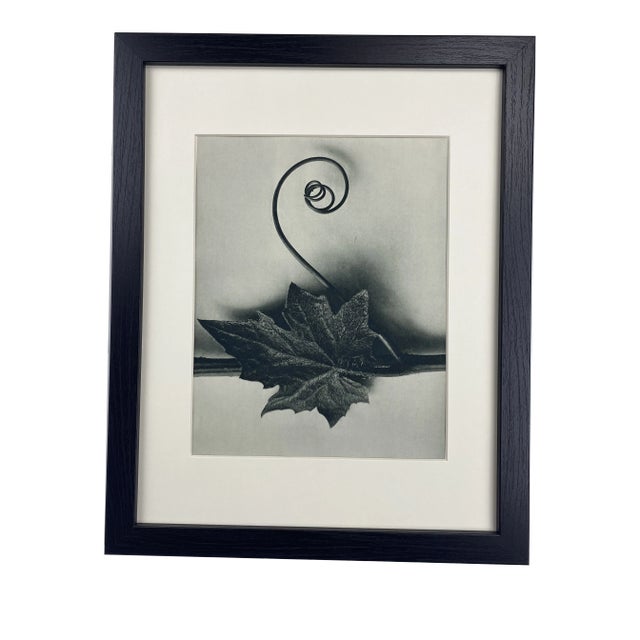 Framed Vintage Botanical Blossfeldt Print - No. 49 For Sale