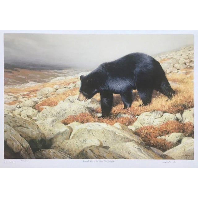 Claudio d'Angelo Black Bear in the Chickchocs Lithograph on Paper For Sale
