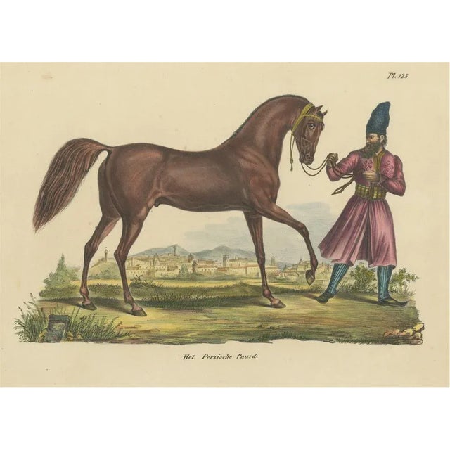 Schinz, Illustration of a Persian Horse, 1845, Hand Colored Print For Sale - Image 6 of 6