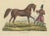 Schinz, Illustration of a Persian Horse, 1845, Hand Colored Print For Sale - Image 6 of 6