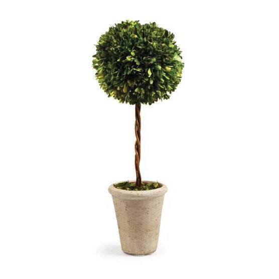 English Boxwood Single Ball Topiary from Kenneth Ludwig Chicago For Sale - Image 3 of 3
