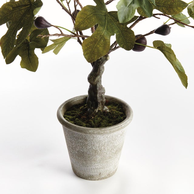 Realism Fig Tree With Figs Potted Drop-In 34" For Sale - Image 3 of 4