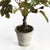 Realism Fig Tree With Figs Potted Drop-In 34" For Sale - Image 3 of 4