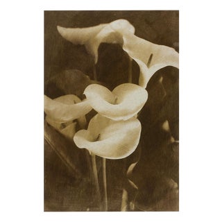 Ian Sanderson, Lilies, 1993, Archival Pigment Print For Sale