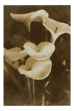 Ian Sanderson, Lilies, 1993, Archival Pigment Print