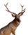 A 19th century Swiss Black Forest carved stag from Brienz — a beautiful sculpture for the collector; a commanding...