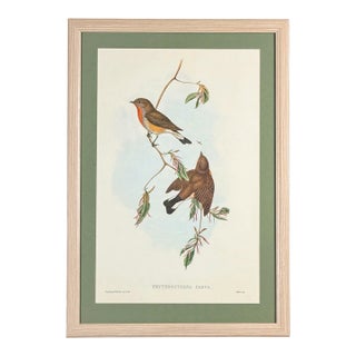 1940 Red-Breasted Flycatcher Bird Lithograph After John Gould | Matted & Framed For Sale