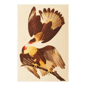 1966 Vintage Farmhouse Cottage Style Print "Brazilian Caracara" After John James Audubon