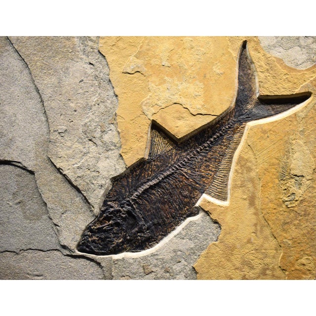 15th Century & Earlier Fossil Fish Mural 8780am For Sale - Image 5 of 6