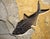 15th Century & Earlier Fossil Fish Mural 8780am For Sale - Image 5 of 6