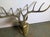 Brass 5 Point Deer Head Sculpture Created to Resemble Realistic Anatomy For Sale In Boise - Image 6 of 6