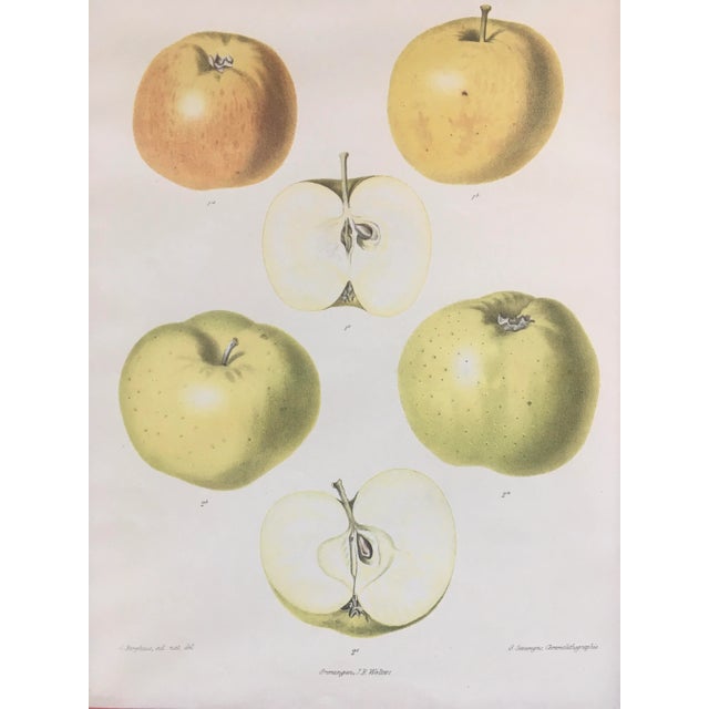 French Provincial French Botanical Species of Apples & Pears Lithographs, Framed - Set of 3 For Sale - Image 3 of 13