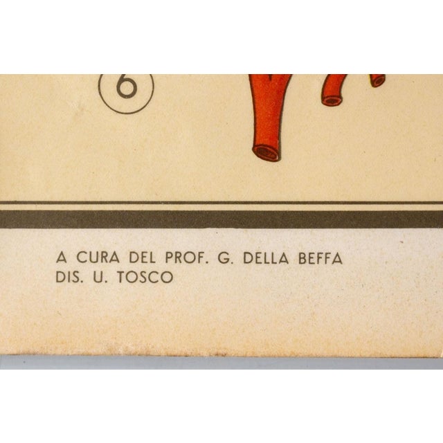 Educational Poster Depicting Reptiles and Amphibians from G.B. Paravia Torino, 1959 For Sale - Image 6 of 8