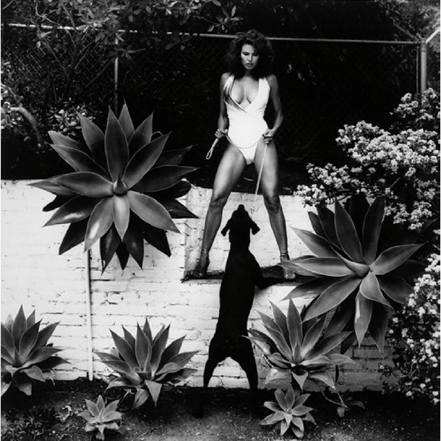 "Raquel Welch, Beverly Hills 1985" by Helmut Newton. 20" x 24" Vintage Silver Gelatin Print with Certificate of...