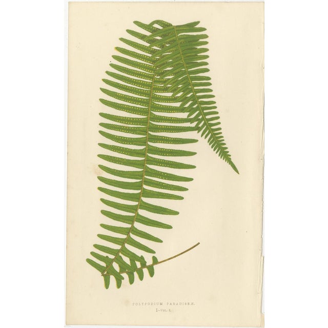 E.J. Lowe, Botanical Fern, 1856, Lithograph, Set of 6 For Sale - Image 3 of 9