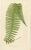 E.J. Lowe, Botanical Fern, 1856, Lithograph, Set of 6 For Sale - Image 3 of 9
