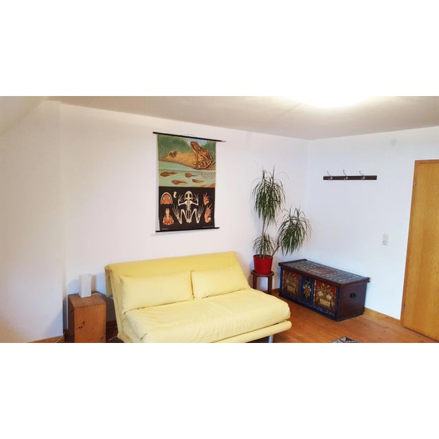 A cottagecore vintage wall chart by the famous artists of Jung- Koch-Quentell illustrating the cute brown grass frog (Rana...